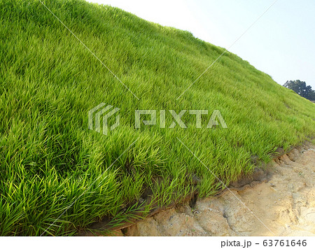 The grass is planted to prevent erosion of the soil slope. It is grown using a method of spraying grass seed onto a layer of moist geotextile material that has been pre-installed in the slope. 63761646