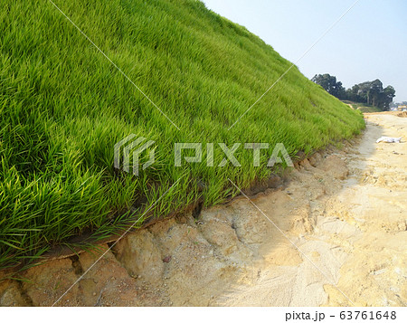 The grass is planted to prevent erosion of the soil slope. It is grown using a method of spraying grass seed onto a layer of moist geotextile material that has been pre-installed in the slope. 63761648