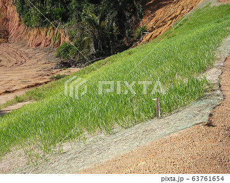 The grass is planted to prevent erosion of the soil slope. It is grown using a method of spraying grass seed onto a layer of moist geotextile material that has been pre-installed in the slope. 63761654