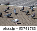 ハトの群れ 63761783