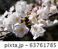 桜 63761785