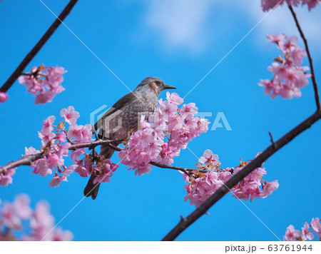 河津桜とヒヨドリ 63761944