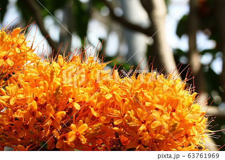 ムユウジュ(無憂樹)の花 ムユウジュ(無憂樹)の花 63761969