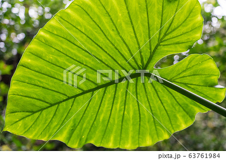 奄美大島のクワズイモ 63761984