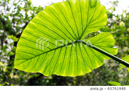 奄美大島のクワズイモ 奄美大島のクワズイモ 63761986