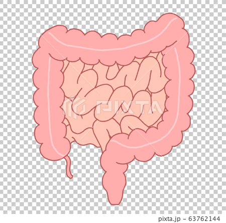 腸 断面図のイラスト素材