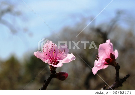 春に咲くモモ（桃）の花 63762275