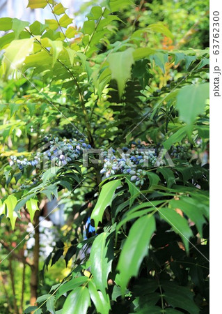 ホソバヒイラギナンテン 63762300