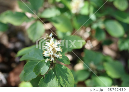 フッキソウ(富貴草) フッキソウ(富貴草) 63762439