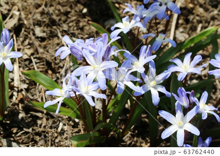 チオノドクサ・ルシリエ  63762440