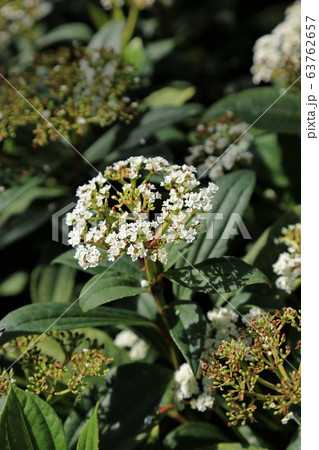トキワガマズミ 63762657