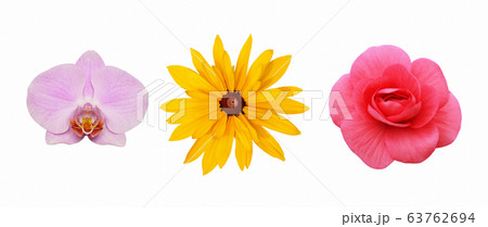 Set of rudbeckia, orchid and begonia flowers Set of rudbeckia, orchid and begonia flowers 63762694