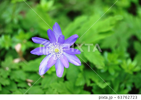 満開のキクザキイチゲ(菊咲一華) 満開のキクザキイチゲ(菊咲一華) 63762723