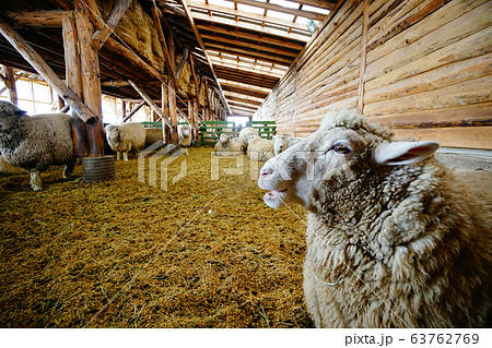 羊牧場 両 毛 63762769