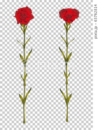 Carnation Carnation 63762814