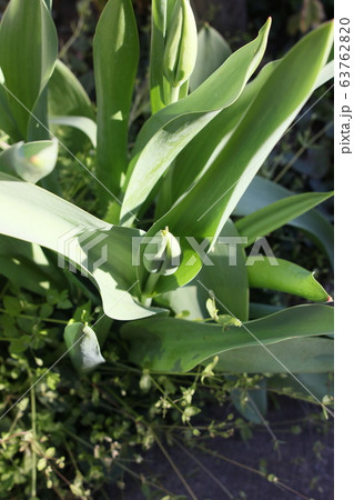 チューリップ　蕾　上から　 63762820