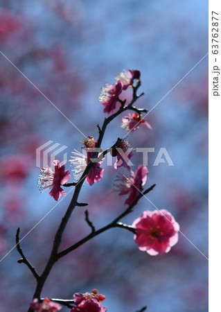 梅の花 梅の花 63762877
