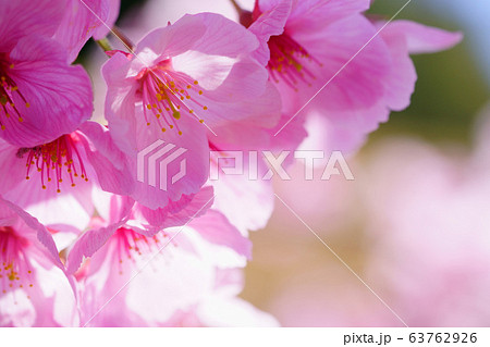 可愛い陽光桜９ 63762926