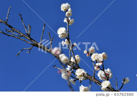 梅の花 梅の花 63762980