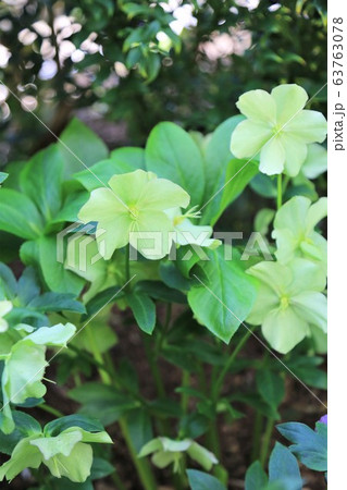 クリスマスローズ 63763078