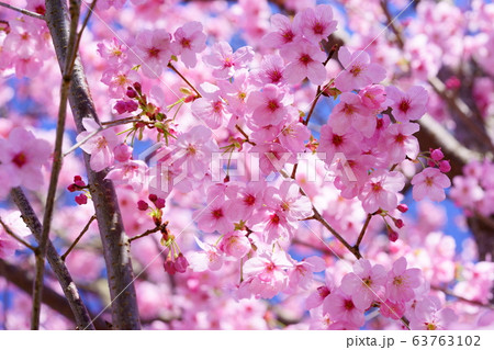 青空背景陽光桜３ 63763102