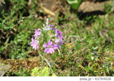 西洋サクラソウ(プリムラ マラコイデス)  63764026