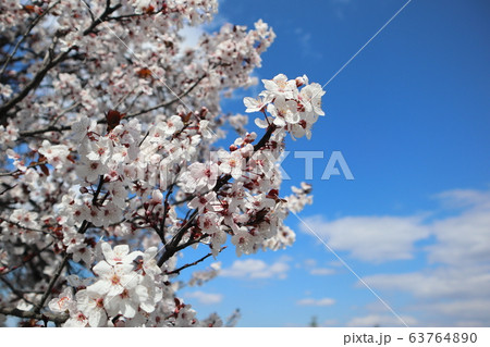桜と青空 63764890