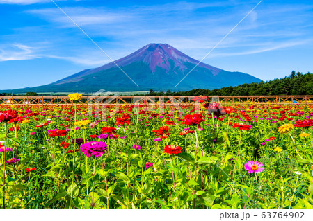 山梨県 山中湖花の都公園から見る百日草と富士山 63764902