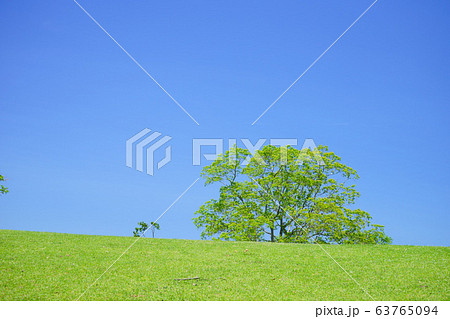 奈良公園・飛火野の緑の丘１４ 63765094