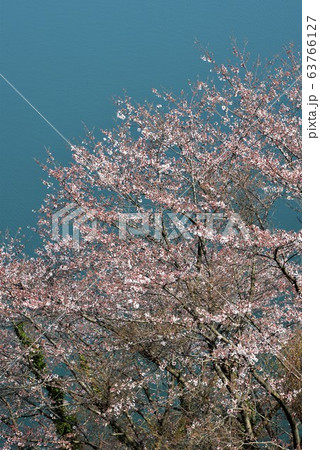 桜　さくら　サクラ 63766127