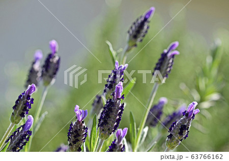 フレンチラベンダー 63766162