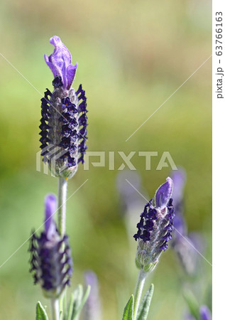 フレンチラベンダー 63766163