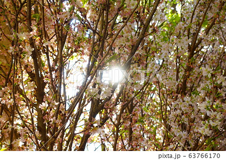 満開の桜　啓翁桜 63766170
