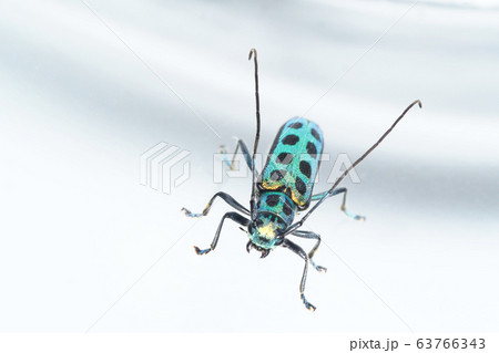 フチグロヤツボシカミキリ 63766343