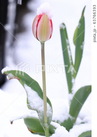 チューリップの雪化粧 63766393