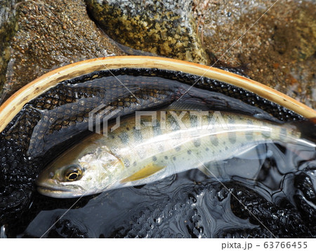 ヤマメ 63766455