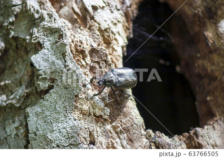 オオチャイロハナムグリ 63766505