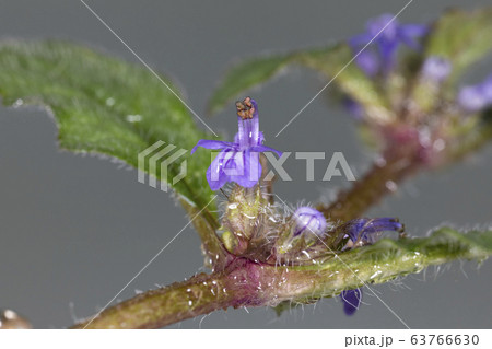 キランソウ 63766630