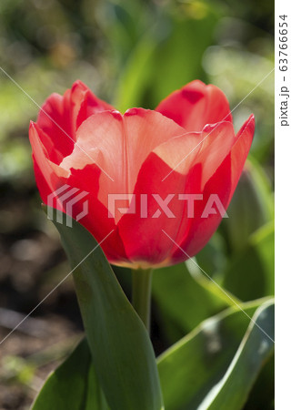 チューリップ チューリップ 63766654