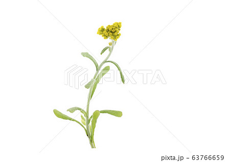 ハハコグサ 63766659