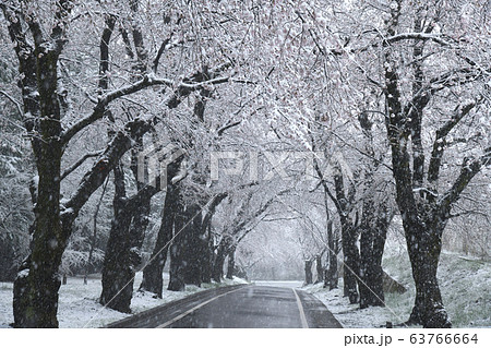 赤城南面千本桜雪景色 63766664