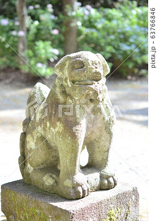 神社の境内にいる狛犬 63766846