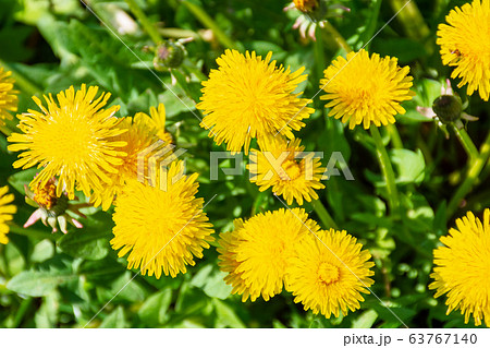 yellow dandelions in the grass. beautiful nature yellow dandelions in the grass. beautiful nature 63767140