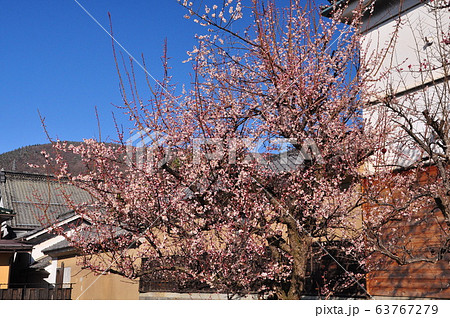 重伝建の・蔵の街「呉服商山丹」 重伝建の・蔵の街「呉服商山丹」 63767279