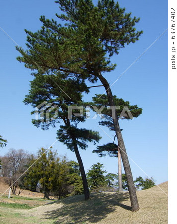 寄り添う松 63767402