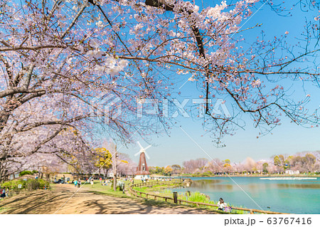 日本の春 東京北区 浮間公園の桜 日本の春 東京北区 浮間公園の桜 63767416