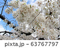 京都 鴨川の桜 63767797