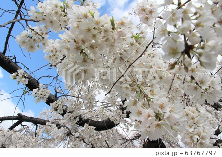 京都 鴨川の桜 京都 鴨川の桜 63767797