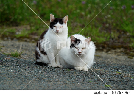 猫・野良猫・白黒・親子・三月・散歩 63767965