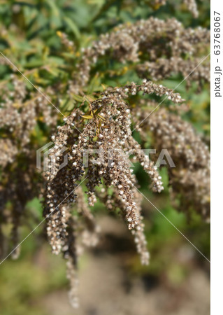 Canadian goldenrod 63768067